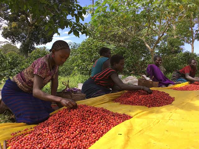 The people of Ethiopia have a deep connection to their land and take pride in producing high-quality, organic coffee. Let's celebrate their hard work and dedication to sustainability! 🙌☕️ #EthiopianCoffee #OrganicFarming