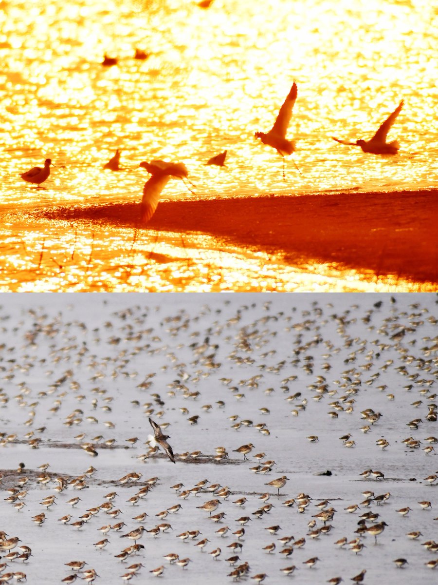During the migratory season, the coastal wetlands of Luojiaying Community in Qingdao, Shandong Province, welcome flocks of wild ducks and shorebirds in search of food, painting a beautiful ecological picture in the spring sunlight. 🦆🌿 
#MigratorySeason #CoastalWetlands