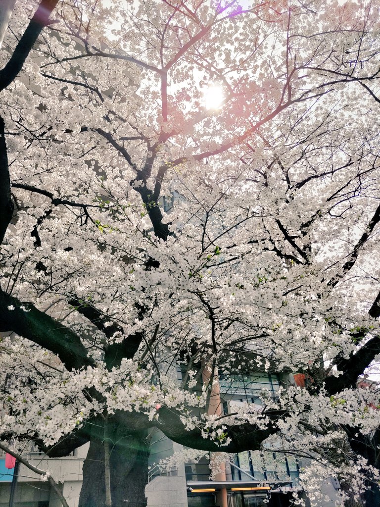 「#TLを桜でいっぱいにしよう #くにたち 」|suna_fukin(ᵔᴥᵔ)@Otti Ouri個展Ⅲ🐣4/24-30 銀座中央ギャラリー🌺のイラスト