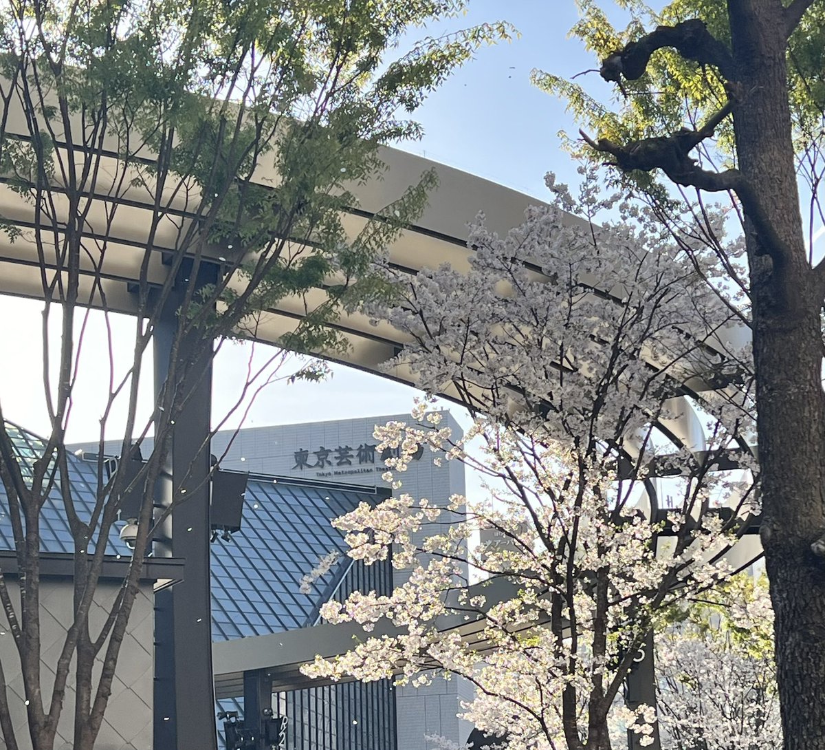 こんにちは⸜🌷︎⸝‍

昨日の東京芸術劇場前の🌸桜です。
満開でした✨✨