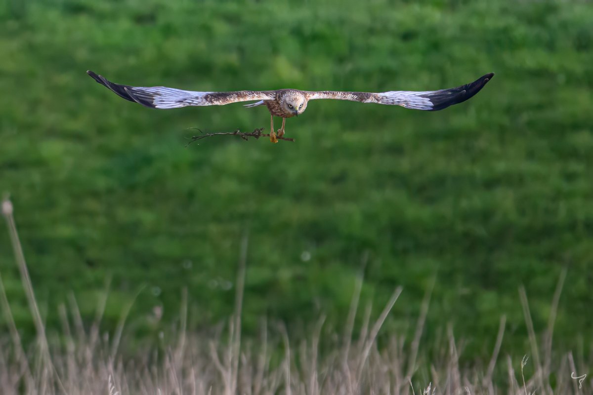 JongejanPhoto's tweet photo. De bruine kiekendieven zijn druk aan het nestelen. #vogelfotografie #cameramee #voorjaar https://t.co/CmhzxlaeOG