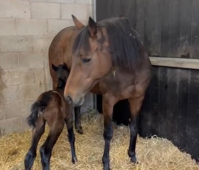 Sadly lost this little fella yesterday afternoon, we are looking for a foal in need of a foster mum so some good can come from such a heartbreaking situation. Please contact Stuart on 07732 548687 please share