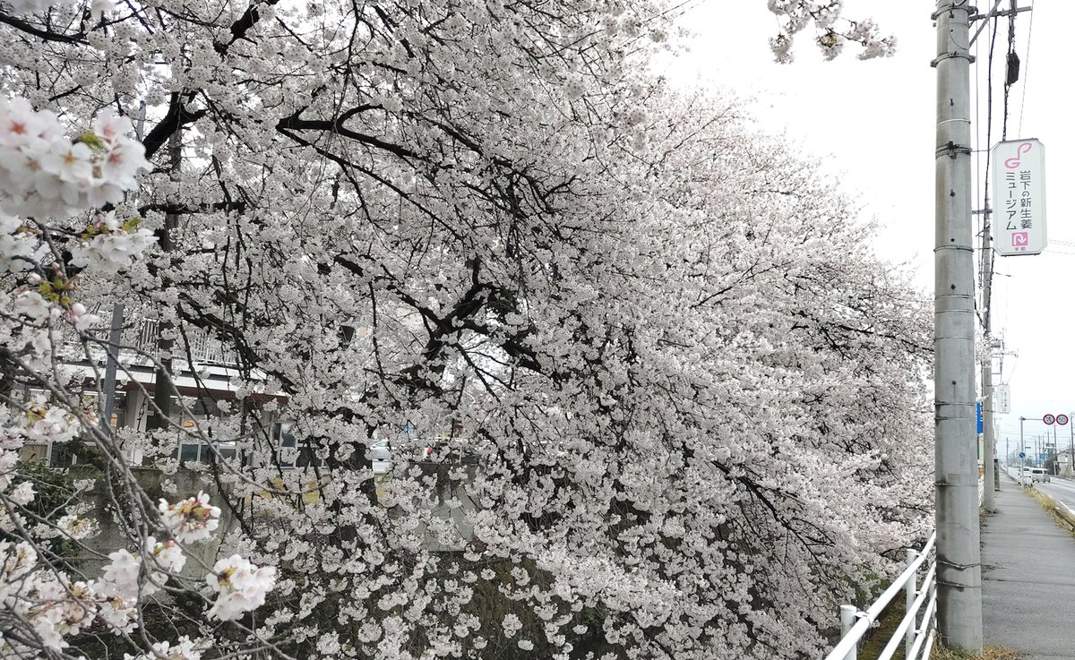 outdoors day tree no humans cherry blossoms scenery branch general  illustration images