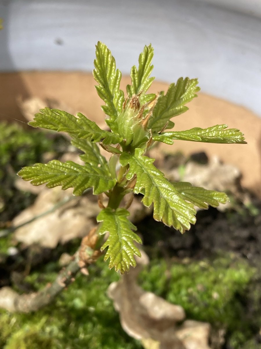 Oak leaves are back 🤗🌱