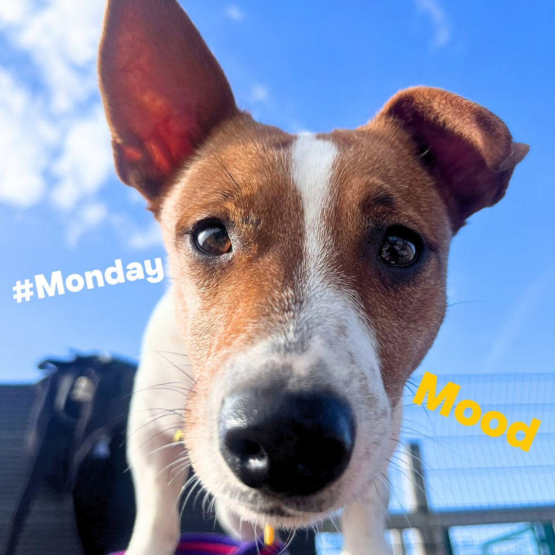 ⏰ Wakey wakey! Morning all 👋🏻 This is your wake-up call from tiny Tamago! Who wouldn't want to wake up to this adorable face? 😍 

#mondaymood #wakeup #dogstrust #dogstrustcardiff #rescue #adoptdontshop #jackrussellterrier