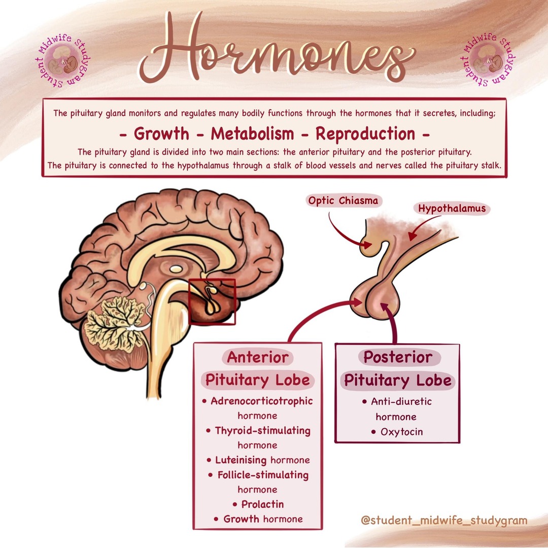 🧠 Hormones By @student_midwife_studygram 🧠

The pituitary gland is a part of the endocrine system and is in charge of making several essential hormones. 

#midwife #midwifelife #midwiferystudent #midwiferyart #midwiferynotes #anatomy #anatomyandphysiology #physiology #biology