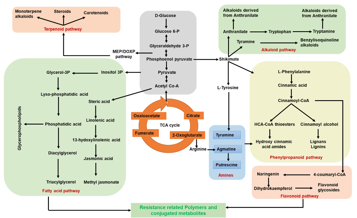 How do plants protect themselves against Aflatoxin? Comparative metabolomics analysis reveals secondary cell wall thickening as a barrier to resist Aspergillus flavus infection in groundnut tinyurl.com/2a53jwue #aflatoxin #groundnut #metabolomics #plantscience #cellwall