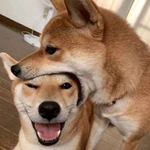 out of context dogs (@contextdogs) on Twitter photo 