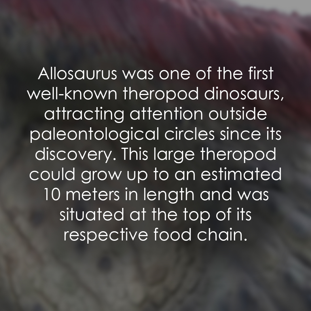 We are back chatting about Allosaurus in this fossil fact. #allosaurs #dinosaurs