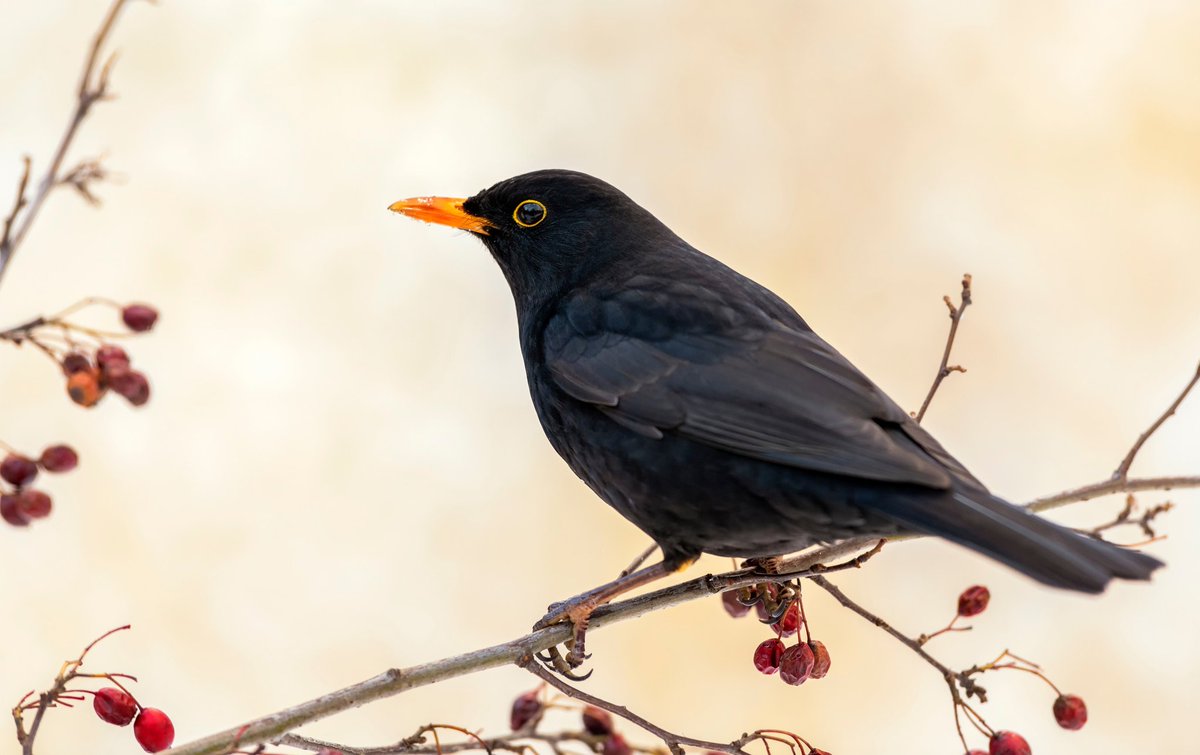 In Cumbrian dialect, 'merl' is blackbird never fall asleep whilst listening to it's song, or you shall awake in the Land of the Fae #birds #faeries #folklore #cumbria 📷 Piotr Krzeslak