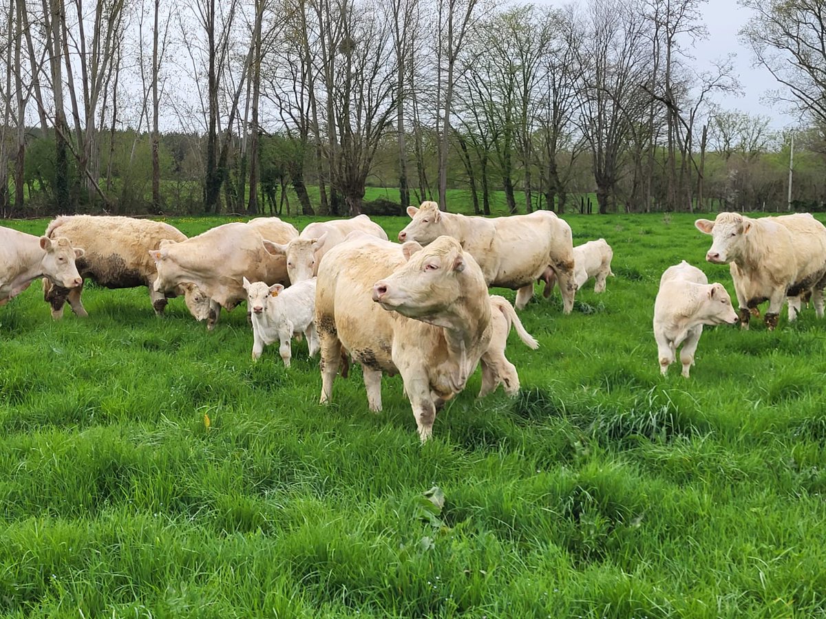 Chez François à Faverdines, c'est #enfin la mise à l'herbe ! Les #Charolaises vont pouvoir profiter de la belle herbe ! Et vous ? Partagez nous vos photos ! 

<a href="/EleveurEtEngage/">EleveurEtEngage</a> <a href="/EleveursBovins/">FNB</a> <a href="/fnsea18/">FNSEA 18</a> <a href="/FNSEA/">La FNSEA</a>