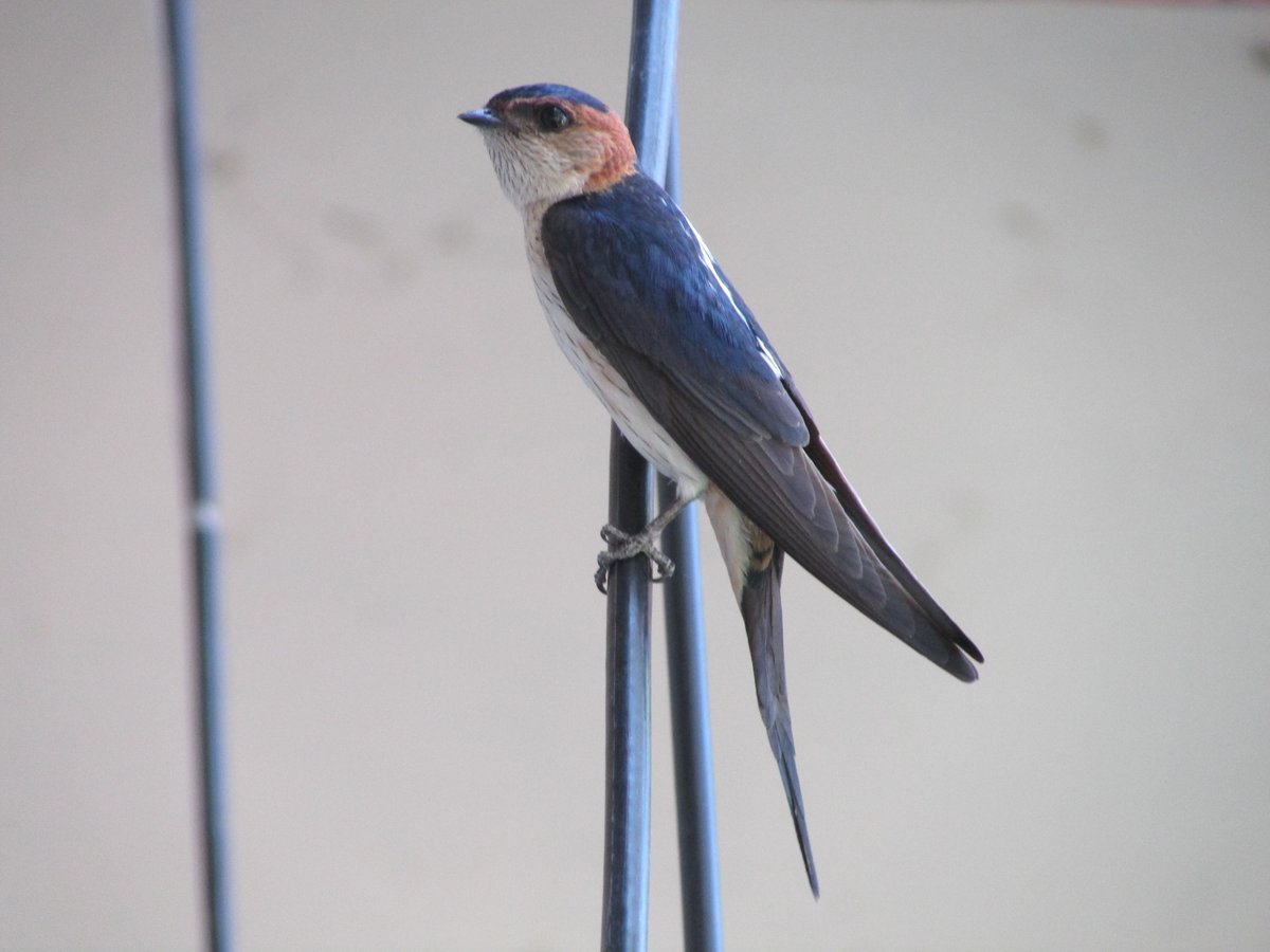 #housemartin contemplating spring-time needs...
#IndianAves