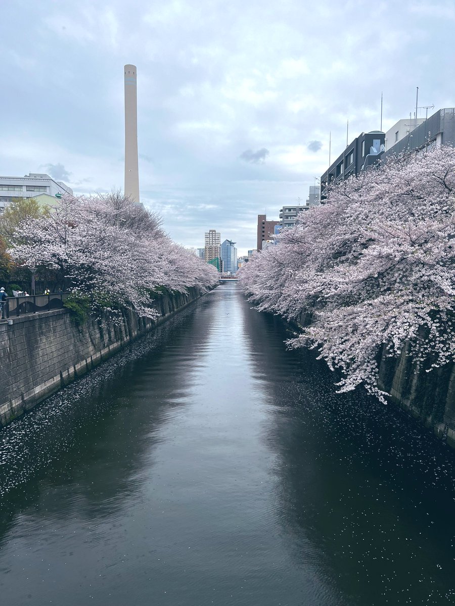 今年の目黒川の桜をお届けします。