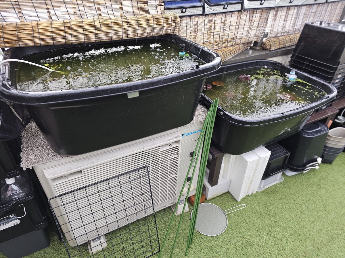 やっと完成しました。メダカも８品種種まで減らして、ミックス容器、ミナミヌマエビ容器、タイリクミジンコ容器と。
雨対策もしたので、自分なりには完璧です。