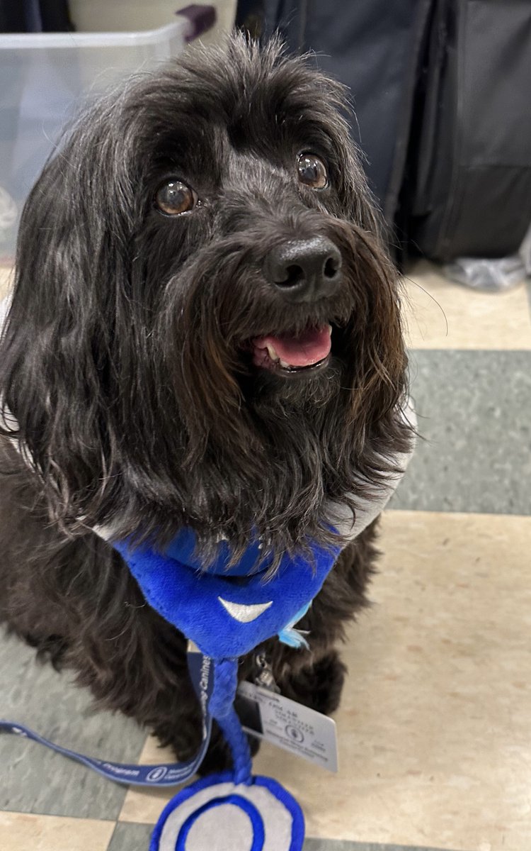 Congratulations to Wendy Goldstein for her delightful &amp; inspiring book OSCAR'S BLUE BANDANA about becoming a registered therapy dog. Wendy was in class <a href="/svacontinued/">School of Visual Arts Continuing Education</a> - with her hard work, talent &amp; commitment she has published her first book! Our Q&amp;A is at: monicawellington.blogspot.com/2024/04/interv…