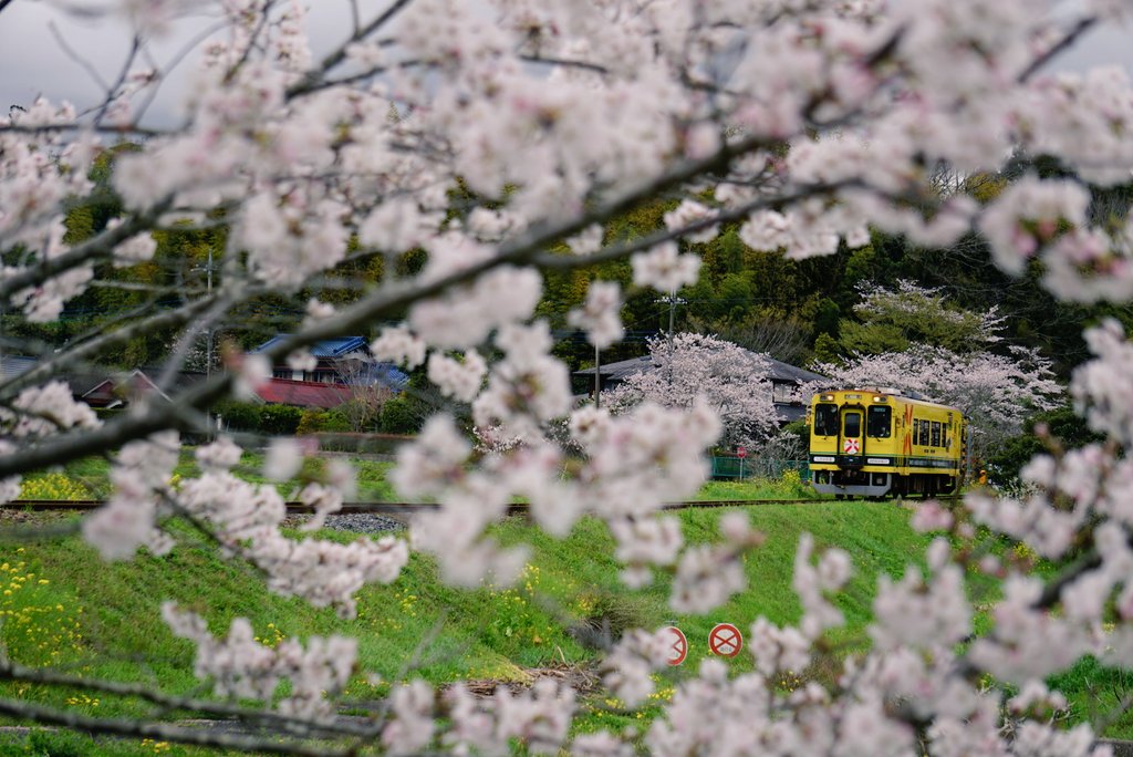 いすみ鉄道なう 🌸🌸🌸🚃🌸🌸 #いすみ鉄道