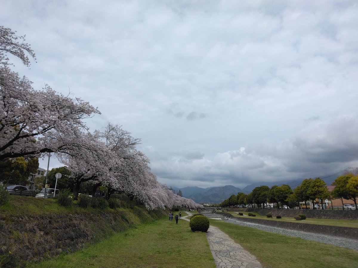 nak0920's tweet photo. 秦野運動公園の桜。
今年の桜シーズンは晴れの日が少ないけど、どん曇りでも満開の桜が綺麗。 https://t.co/DI5xmIcBAY