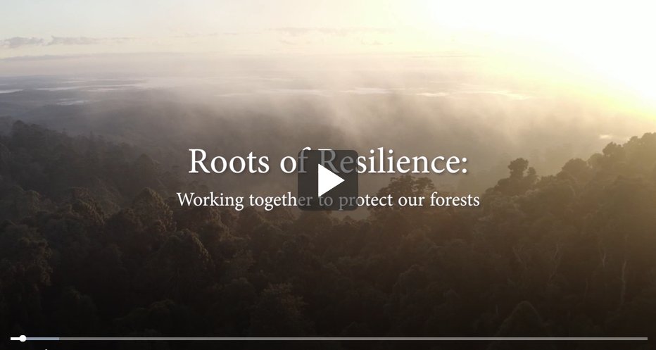 The short film, 'Roots of Resilience', has been released by the  Environmental Biosecurity Office highlighting the threats posed by  #MyrtleRust, giving voice to First Nations' perspectives and connections to Australia's forests. 

🌳Watch &amp; learn more:  bit.ly/3U8OS6c