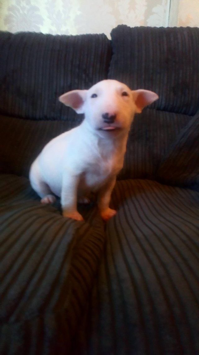 @R3SURRECTIONS jeb whats ur opinion on bull terriers
