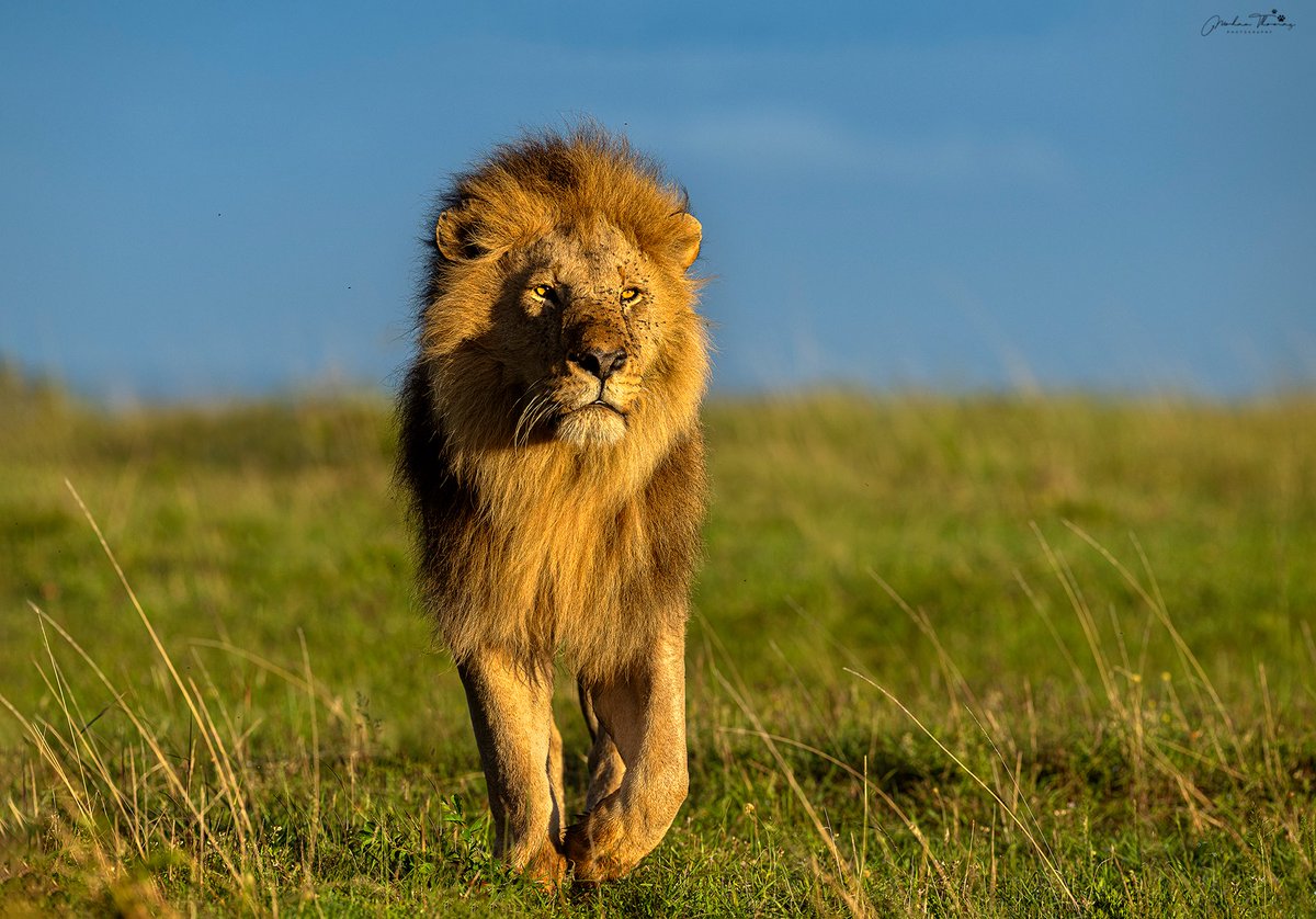 Lion, Masai Mara @NikonIndia #nature #wildlife