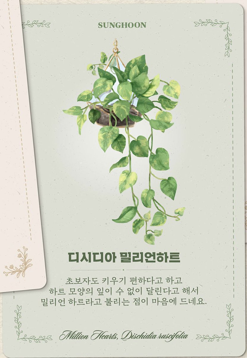 2024 월간 엔진미션 4월 #성훈 #SUNGHOON 

식물추천 ‘디시디아 밀리언하트’ 🌿

🍙 초보자도 키우기 편하다고 하고 하트모양의 잎이 수없이 달린다고 해서 밀리언 하트라고 불리는 점이 마음에 드네요.