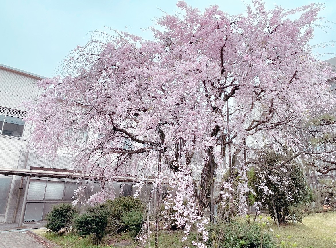 The weeping cherry blossom in the backyard of the Law building is in full bloom！