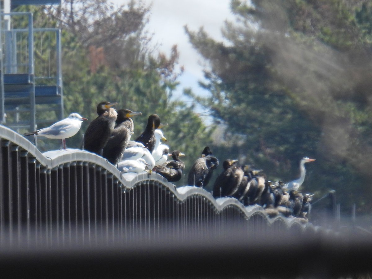 みんなのお休みどころ。ユリカモメ、カワウが多く、ウミネコやアオサギもいましたよ。There were many black-headed gulls and cormorants, as well as black-tailed gulls and gray herons.#カワウ #アオサギ #ユリカモメ #秋田県 #大潟村 #japan #Akita #OgataVillage