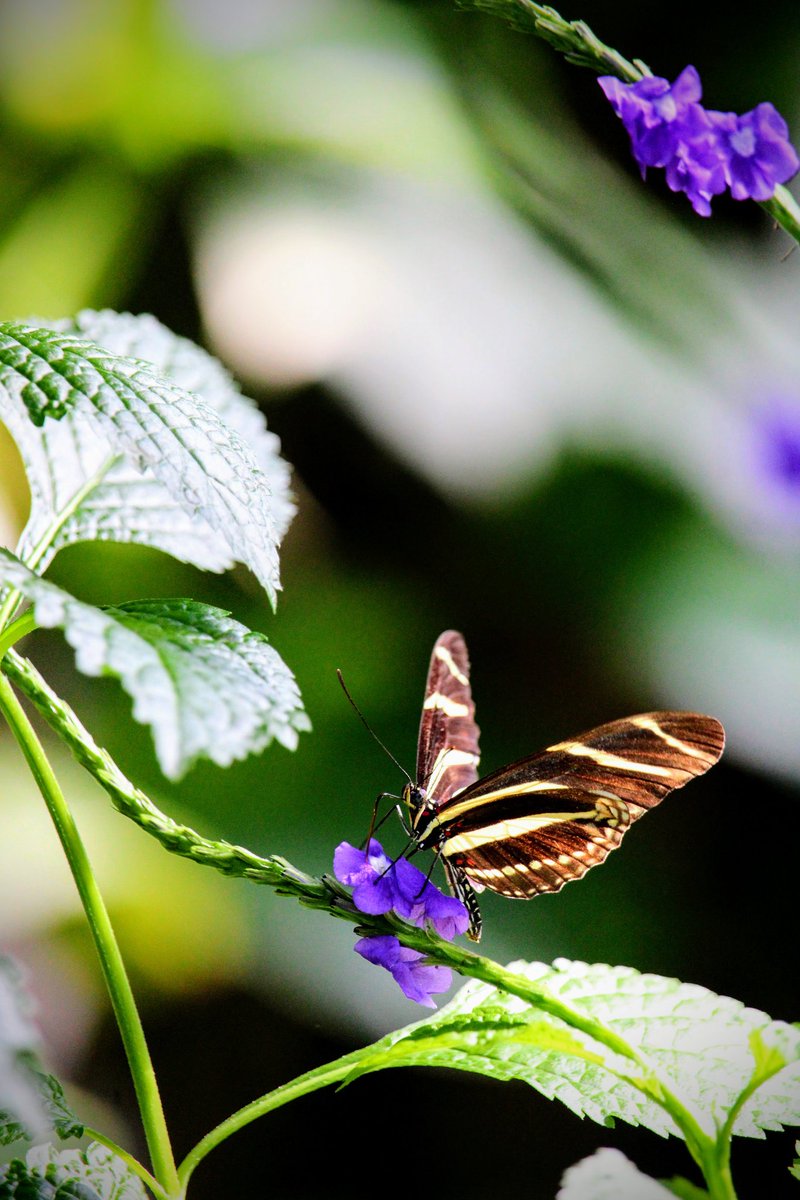 Enjoy a few of my #Butterfly photos from a visit to the Cambridge Butterfly @Conservatory_ with my nieces this weekend.