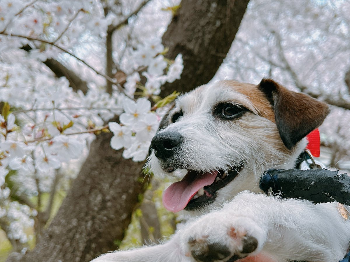 春来たね🌸

#JackRussellTerrier #dogsoftwitter
#ジャックラッセルテリア #JRT #愛犬
#犬のいる暮らし #犬のいる生活 
#犬好きさんと繋がりたい
#犬好きな人と繋がりたい