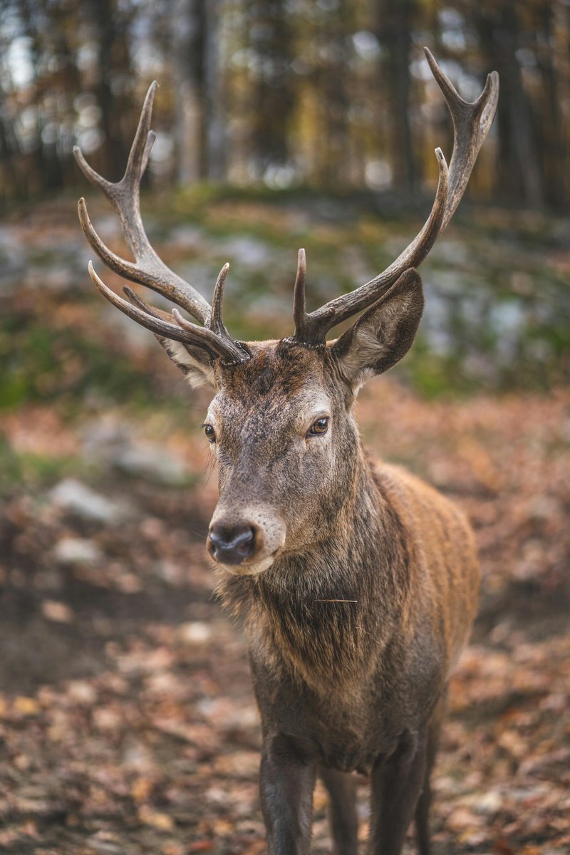 HuntPlusSupply's tweet photo. Come to our store for all your hunting needs! 

https://t.co/2EVHZ3dfzG  

#knife #wild #turkeyhunting #rifle #bowhunter #huntress #elkhunting #j #a #wildboar #elk #waterfowlhunting #bushcraft #like #handmade #knives #whitetaildeer #adventure #hiking #ducks #goosehunting #hunting https://t.co/Q0hppaG4io