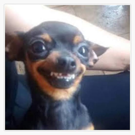 pablostav's tweet photo. @jrisco La sonrisa de MoreMaynez es de un chihuahua a punto de atacar… https://t.co/ts9iQPU4Wl