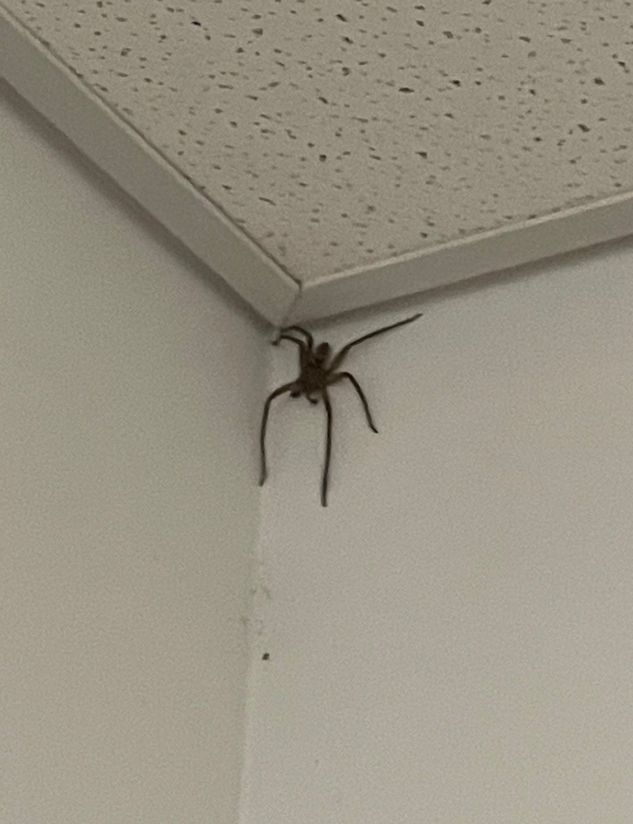 You find all sorts lurking in the corners of the corridor at @Griffith_SGIR.