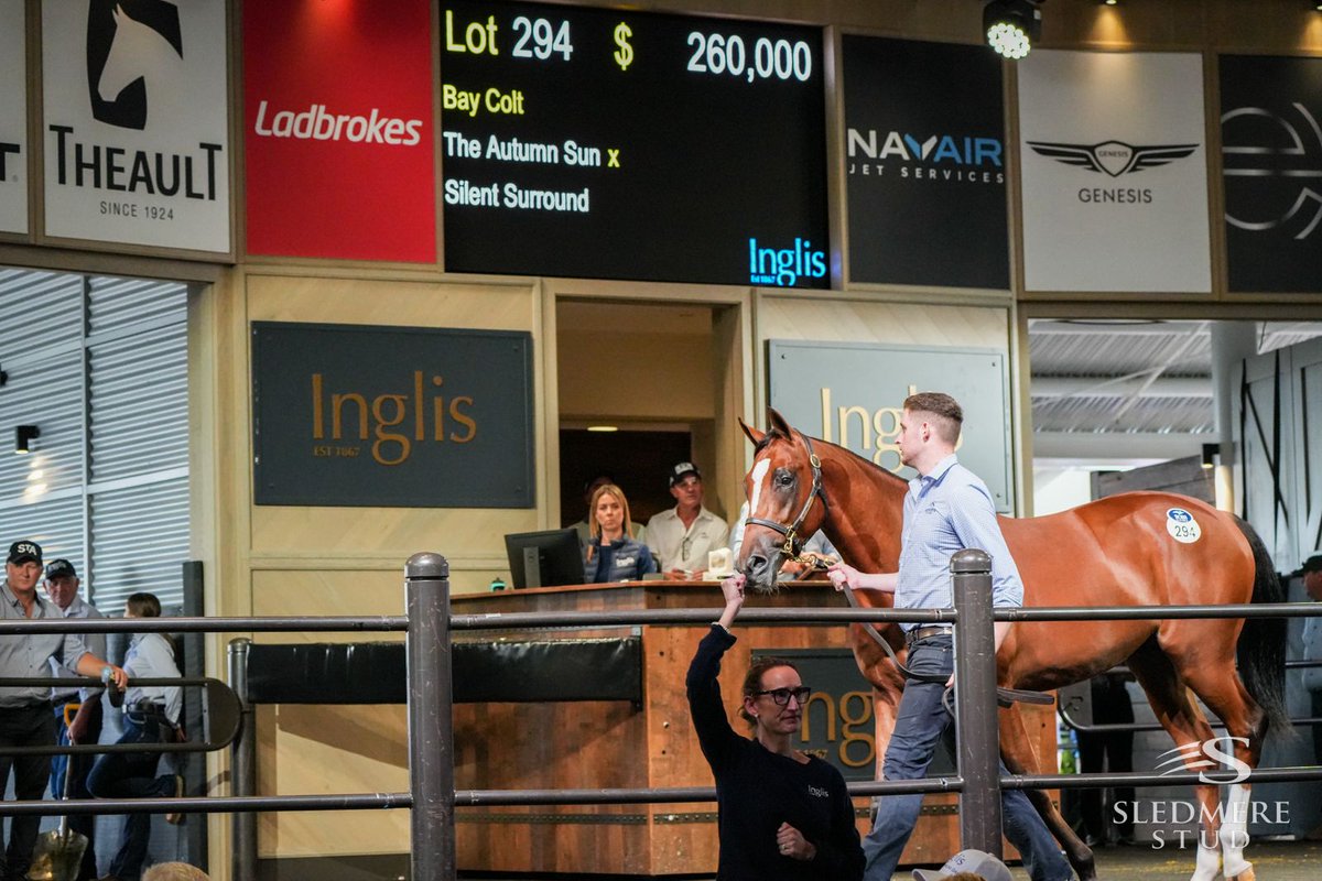 Warwick Farm trainer Amanda Turner @amanda_racing bought clients of the stable a quality racing prospect when securing Lot 294 of the @SledmereStud @inglis_sales Easter Sale draft for $260K. The Autumn Sun colt has a wonderful ‘page’ and the looks to match!