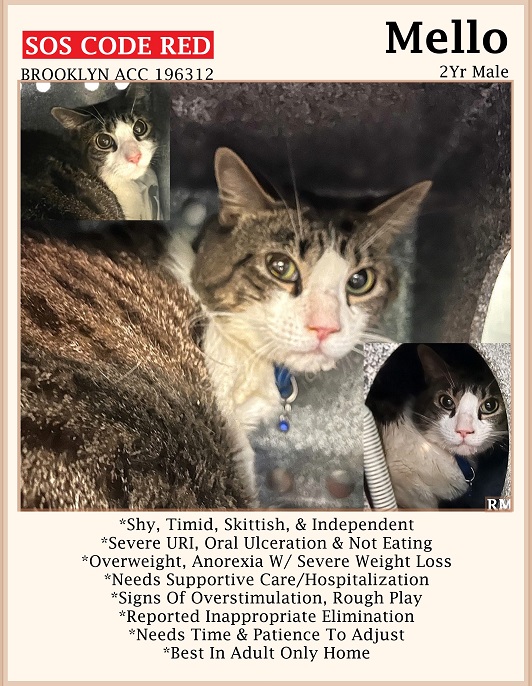 🆘CODE RED🆘TBD TUE 4/9/24🆘PLEDGES NEEDED🆘
💓STRESSED 2YO BROWN  #TABBY & WHITE KITTY MELLO💓
😿💔DUMPED 4 AGGRESSIVE BEHAVIOR, HAS A SEVERE URI & ANOREXIA
🚨NEEDS #RESCUE #FOSTER🚨
▶196312 facebook.com/photo?fbid=832…
🚨NEW HOPE RESCUE ONLY
🙏🏽#PLEDGE 2 #SAVEALIFE
#BROOKLYN #NYCACC