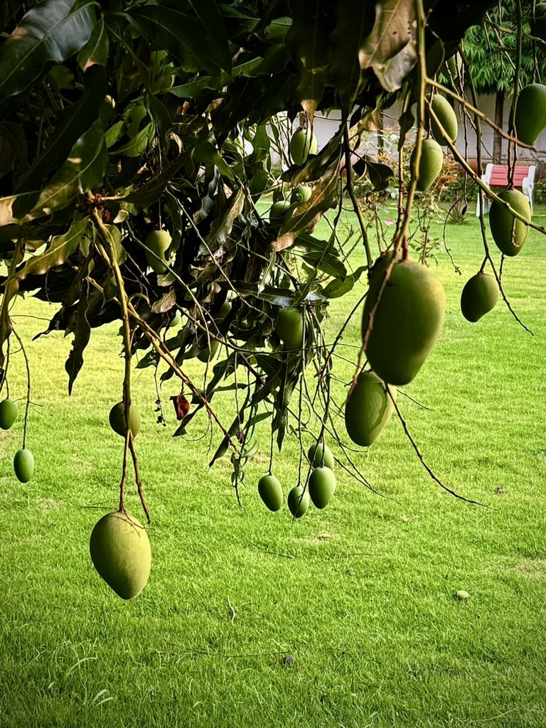 Reason to love summer.. Be calm & khao AAM 🥭