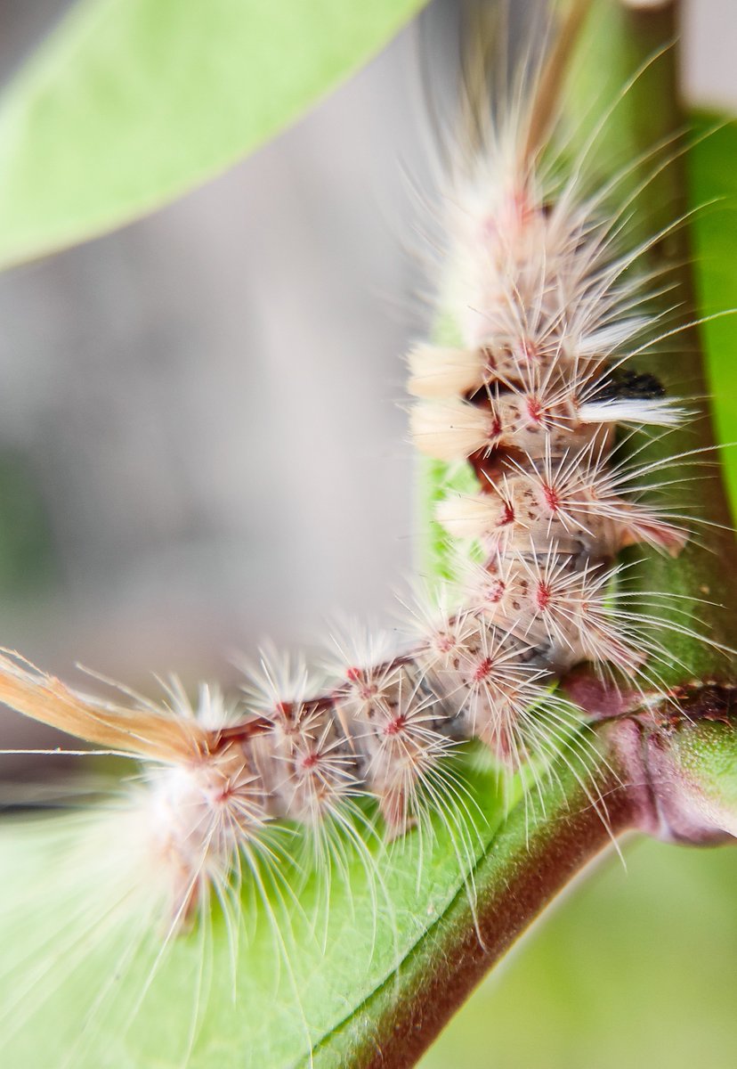 •~ Tussock moth caterpillar......🙃 #MondayMorning #MacroHour #insect #ThePhotoHour #NatureLove Good morning ❤️