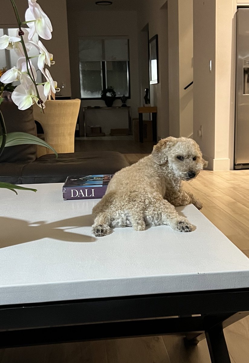 Annette_Taddeo's tweet photo. Happy 4th Gotcha Day to Mocha!🎂🎂🎂 🎂 My very smart, sweet, mischevous little Hialeah girl🐾🐩 https://t.co/3gOBEeiSxb