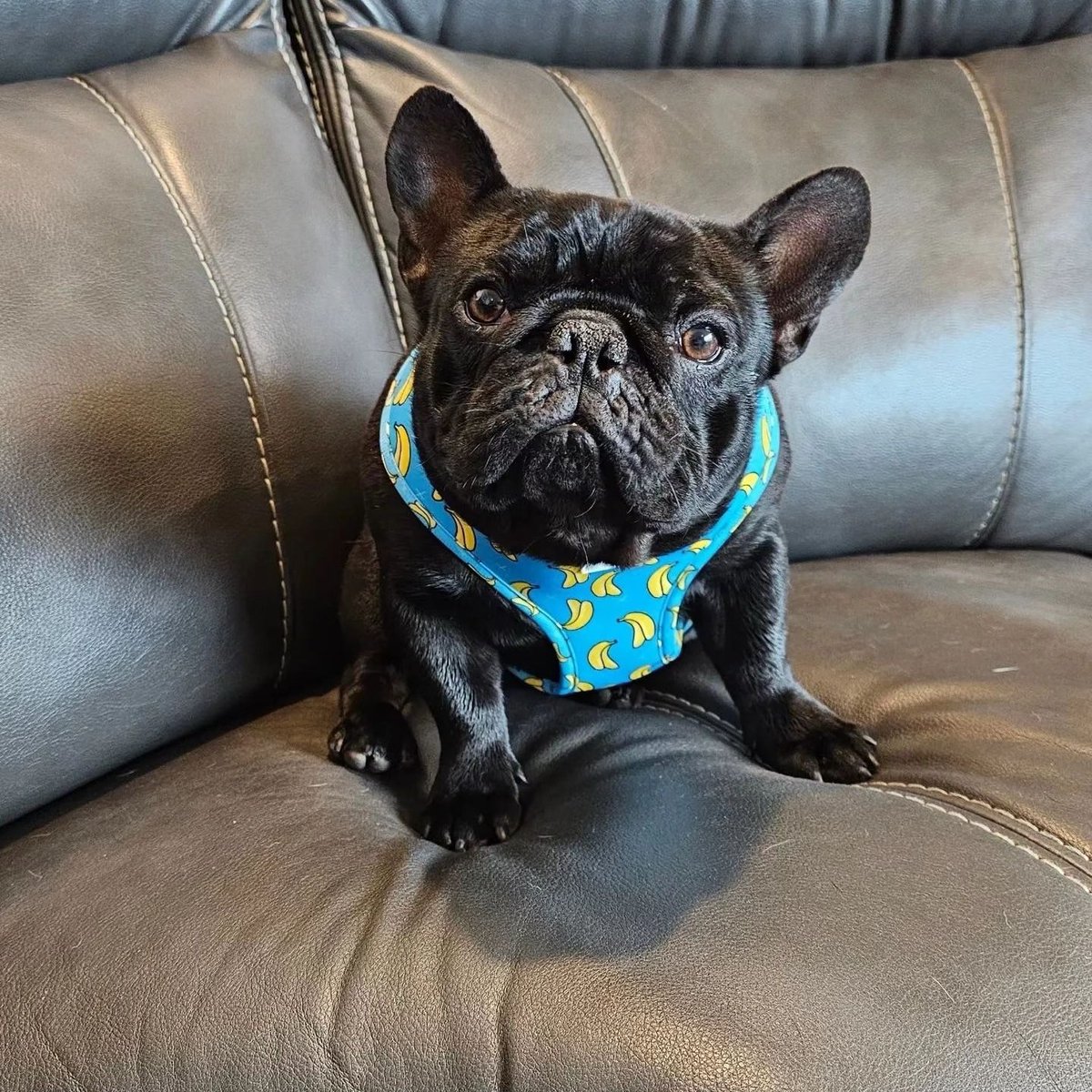 Strange Look 🐶

#FrenchBulldogLove #FrenchieFever #FrenchieLove #frenchbulldog #frenchie  #frenchiepuppy #frenchielife #bulldog  #frenchie  #frenchbulldogsofinstagram