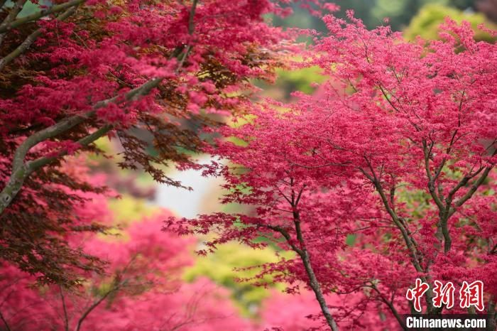 Fiery red maple leaves in their prime boldly steal the spotlight at Wuzhou Garden in southwest China’s Chongqing Municipality. #BeautifulChina