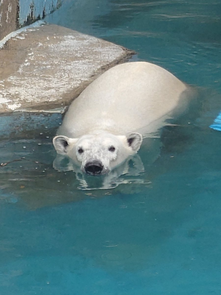 ホウちゃん

#天王寺動物園
#ホッキョクグマ