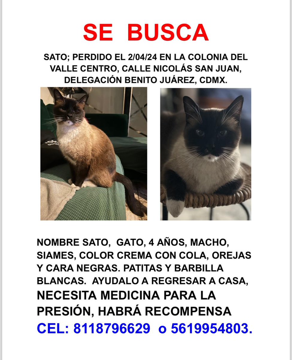 Por favor me pueden ayudar para difundir 🙏 Col. Del Valle, Benito Juarez @En_laDelValle @MascotasSismo @DelValleSur1 @Bj_comunidad @CaninaAmber @UbicapetMexico @PerrosPerdidosA @PrrosPerdidosMX @PerdiMiMascota @PerdiDogsMx @lawera33 @mascotasdifunde @sebuscaCdMx @CuidoTuMascota