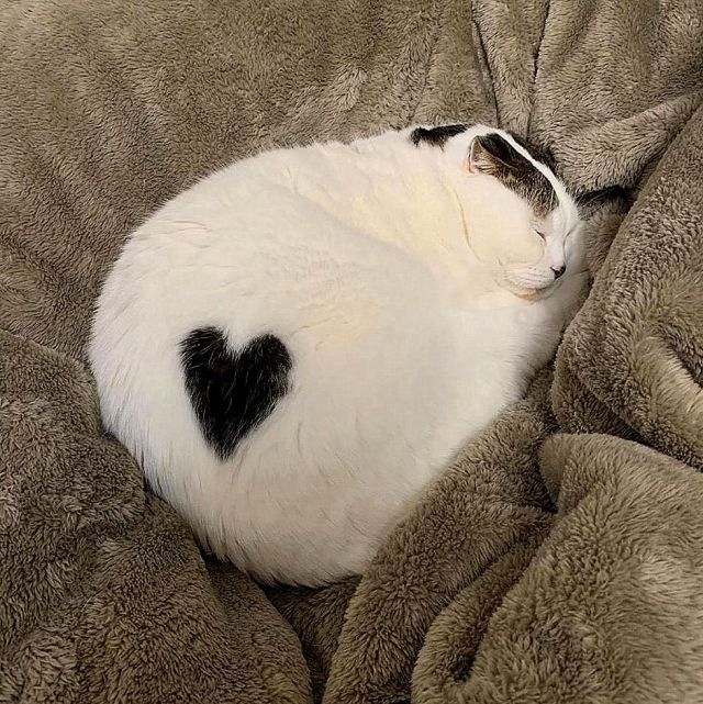 Why you should have a cat tweet media