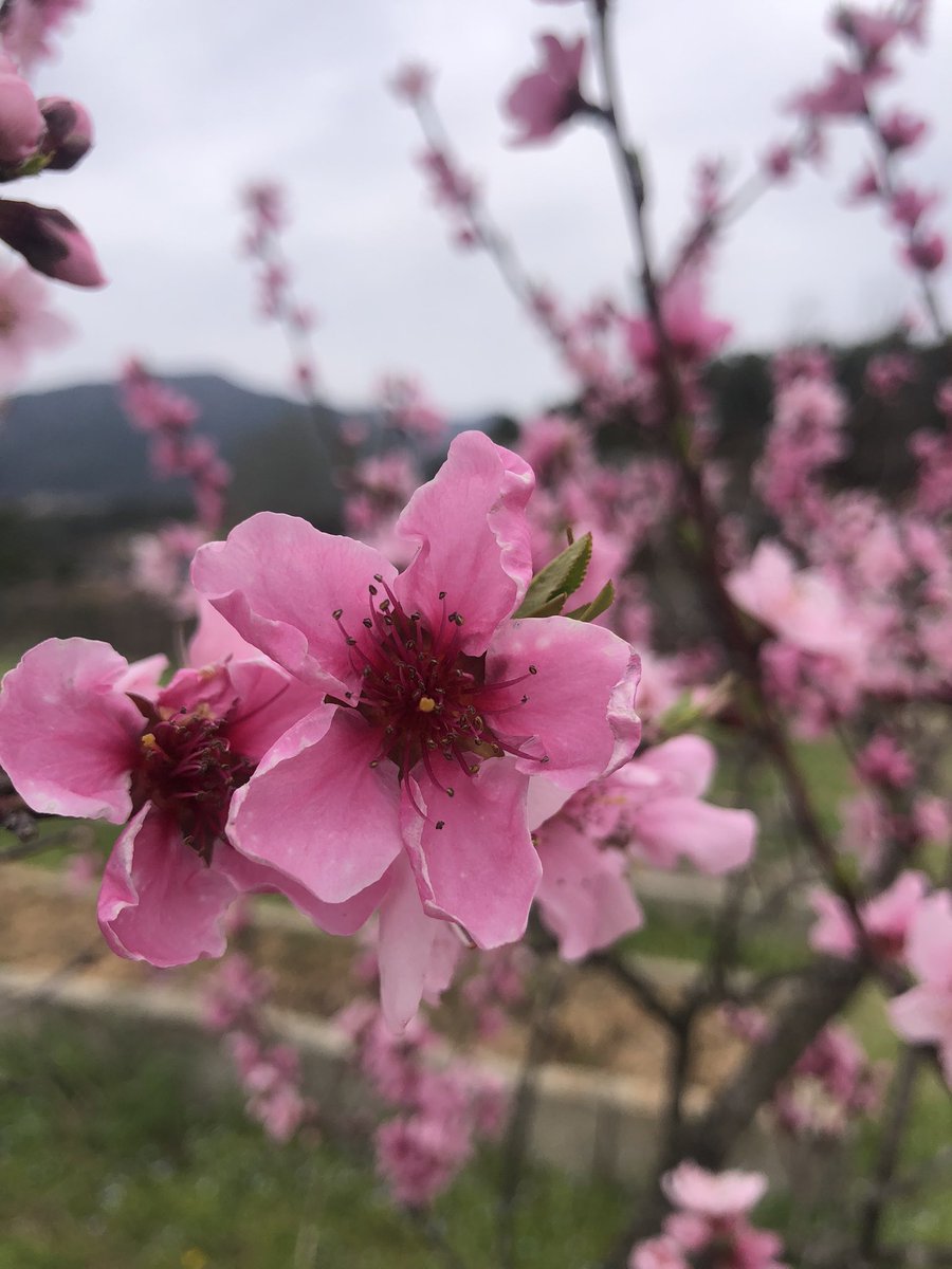 연분홍으로 피었다가, 날이 갈수록 점점 붉어지는 복사꽃. 보고있으면, 심장이 빠아아아아아알개진다.