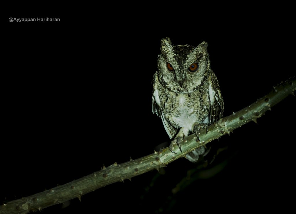 Have an #owlsome week ahead. While I was driving towards Phansad wls from my resort, in one of the bends, my car headlights fell on this fella. Indian Scops owl. #IndiAves #BBCWildlifePOTD #natgeoindia #SonyAlpha #ThePhotoHour @maha_tourism