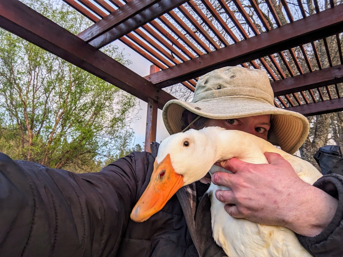 Distant_Warrior's tweet photo. A man approaches you at the park with a crazed look in his eye and a #duck he calls #LittleMissPrincess.
WYD? https://t.co/xzQzdqVd0C