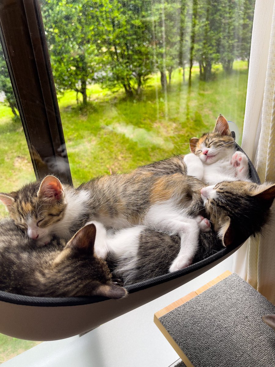 ねこなべ❤️ #みんなで日向ぼっこ気持ちいいね #猫ハンモック #窓ベッド #仔猫 #保護猫 #アルバム写真