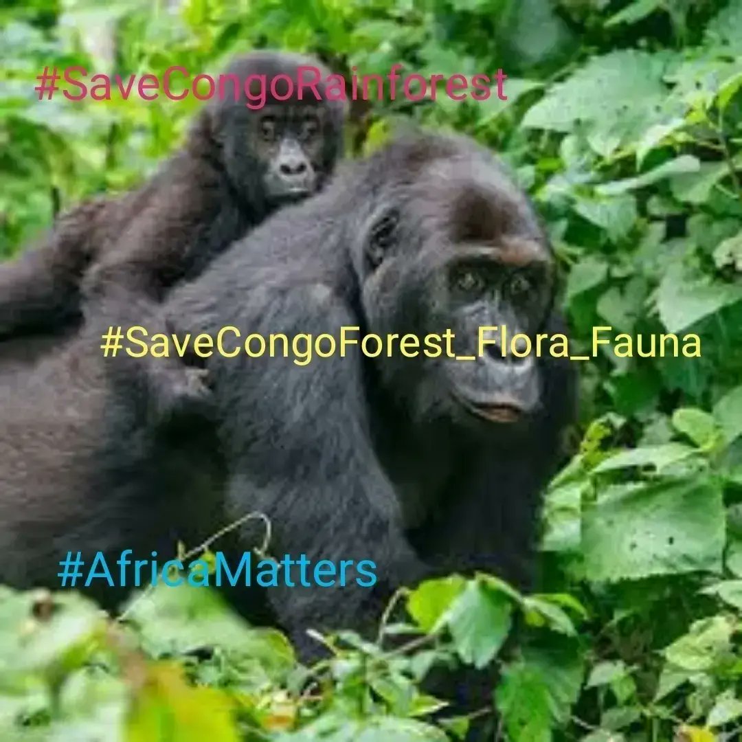 SaveCongoRainforest Day 1489 #SaveCongoRainforest #SaveCongoForest_Flora_Fauna🌴🦍 #AfricaMatters #IndigenousLivesMatter @SaveCongoForest In Solidarity with @vanessa_vash and @Remy_Zahiga The Congo Rainforest is vital in the fight for climate and social justice! ❤️☮️🌍🌏🌎