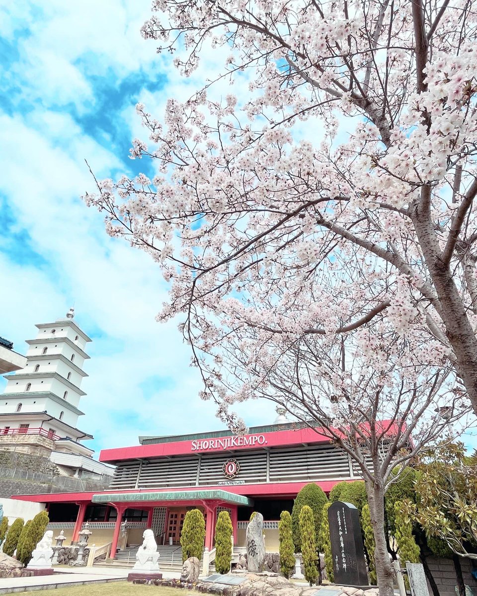 Solidus0211's tweet photo. 四国 香川県 多度津は春真っ盛り！

開祖 宗 道臣 先生も桜が咲くと
弟子達(職員)を連れて恒例の花見を
していたと云います。
(骨付鳥とキリンレモンは定番だった
 との事)

我���も3代目に相談して本部本山
大花見宴会でも企画しましょうか､､､笑

桜が爛漫と咲き誇り、
　春を感じる今日この頃です https://t.co/RJQjhzS5dq