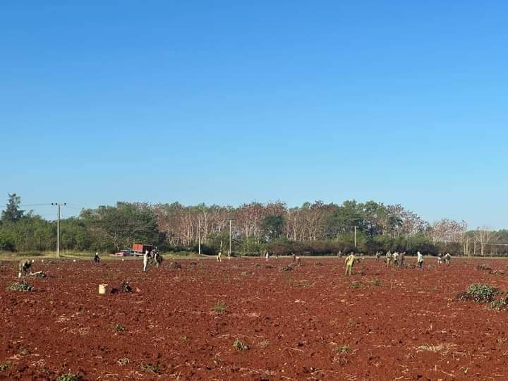 Hoy se sembraron tres caballerías de boniato en el área liberada de la papa del productor Hanoy Cruz Sanchez. ¡No habrá obstáculos que nos detengan! #PericoEnVictoria #MatancerosEnVictoria #CubaVencerá