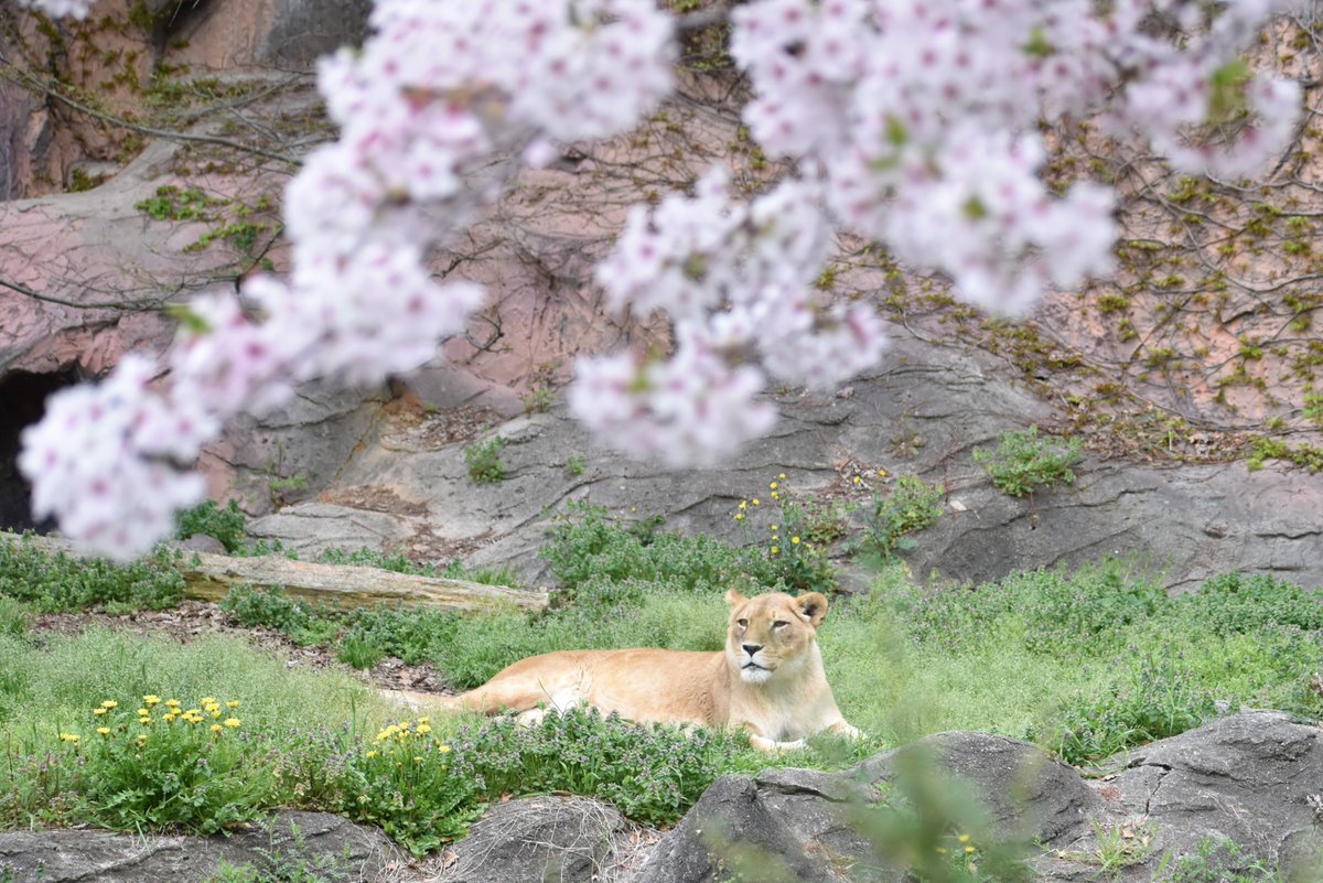 お花見🌸
youtube.com/shorts/0ousWK0…

＊本日は休園日です。
#東山動植物園 #ライオン #ルナ #絶滅危惧種 #桜 #動物園 #名古屋